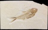 Bargain Diplomystus Fossil Fish - Wyoming #41135-1